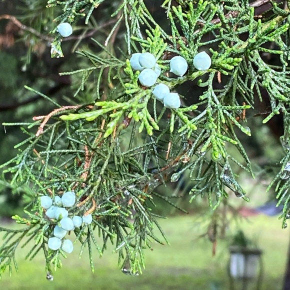 SHOE/BOOT-BOGO 1/2 OFF SALE•see below - Picture 14 of 16